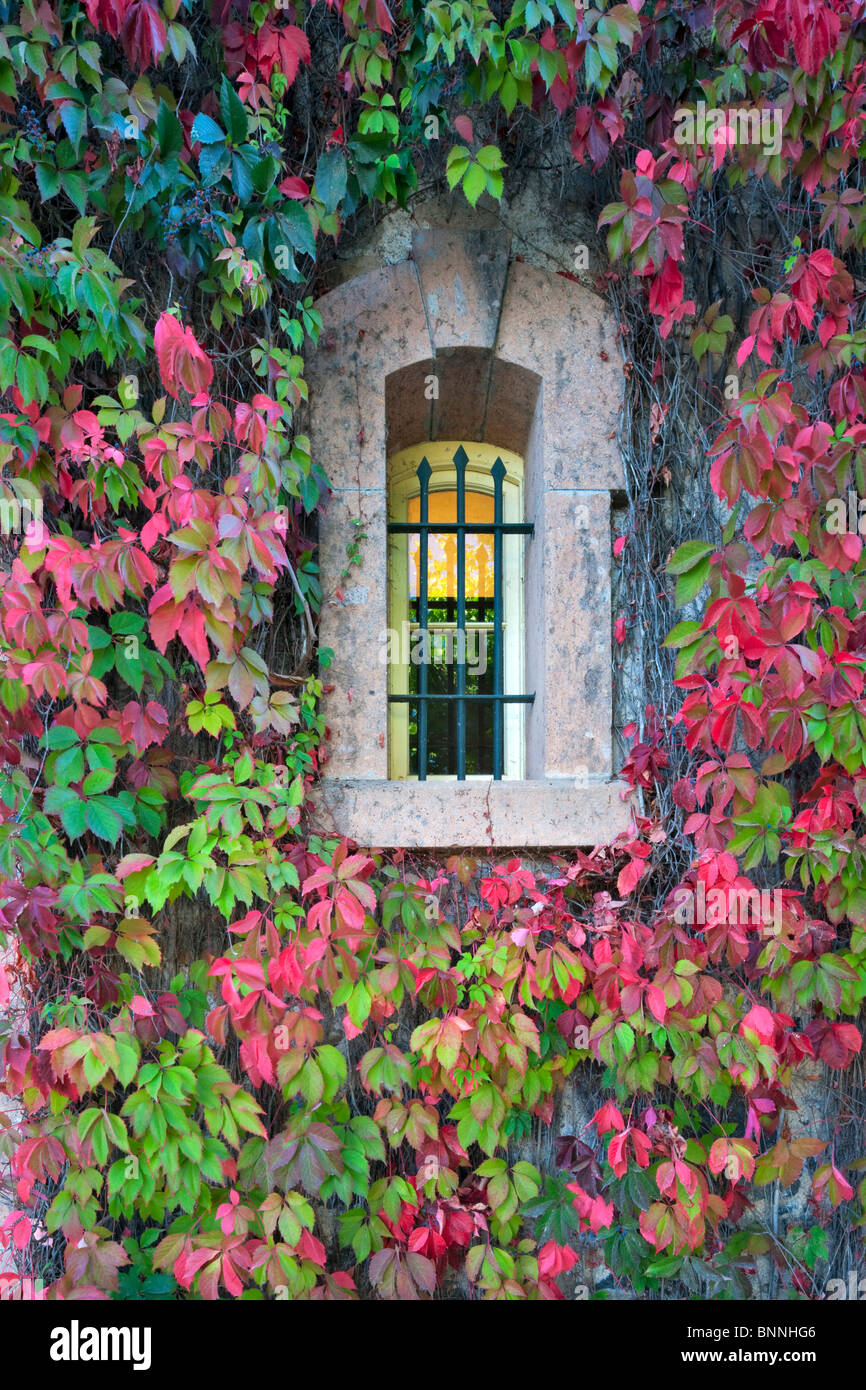 Windows mit fallen farbige Efeu in Talbert Winery. Napa Valley, Kalifornien Stockfoto