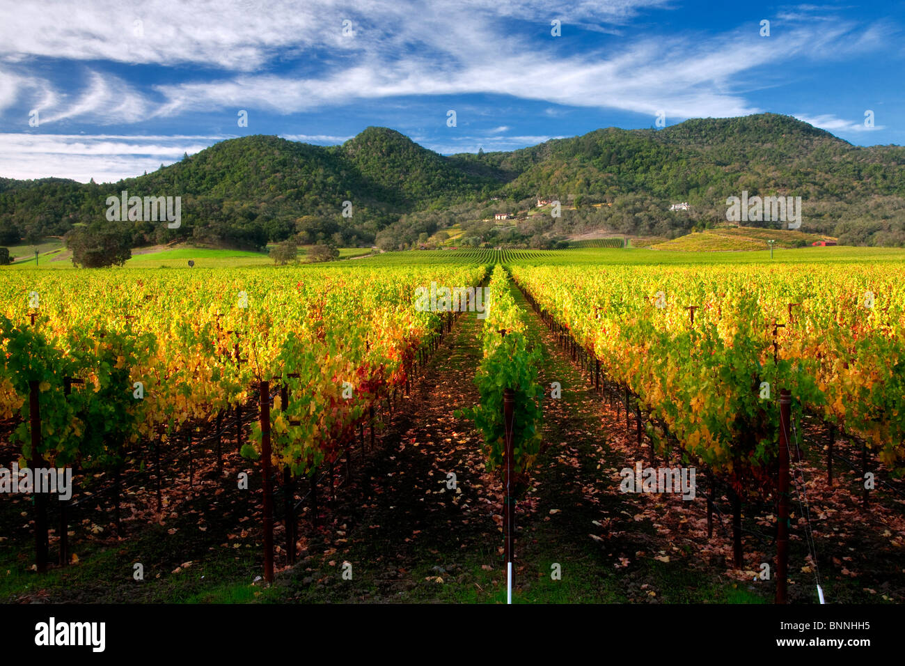Reihen von Herbst farbige Trauben. Weinberge des Napa Valley, Kalifornien Stockfoto