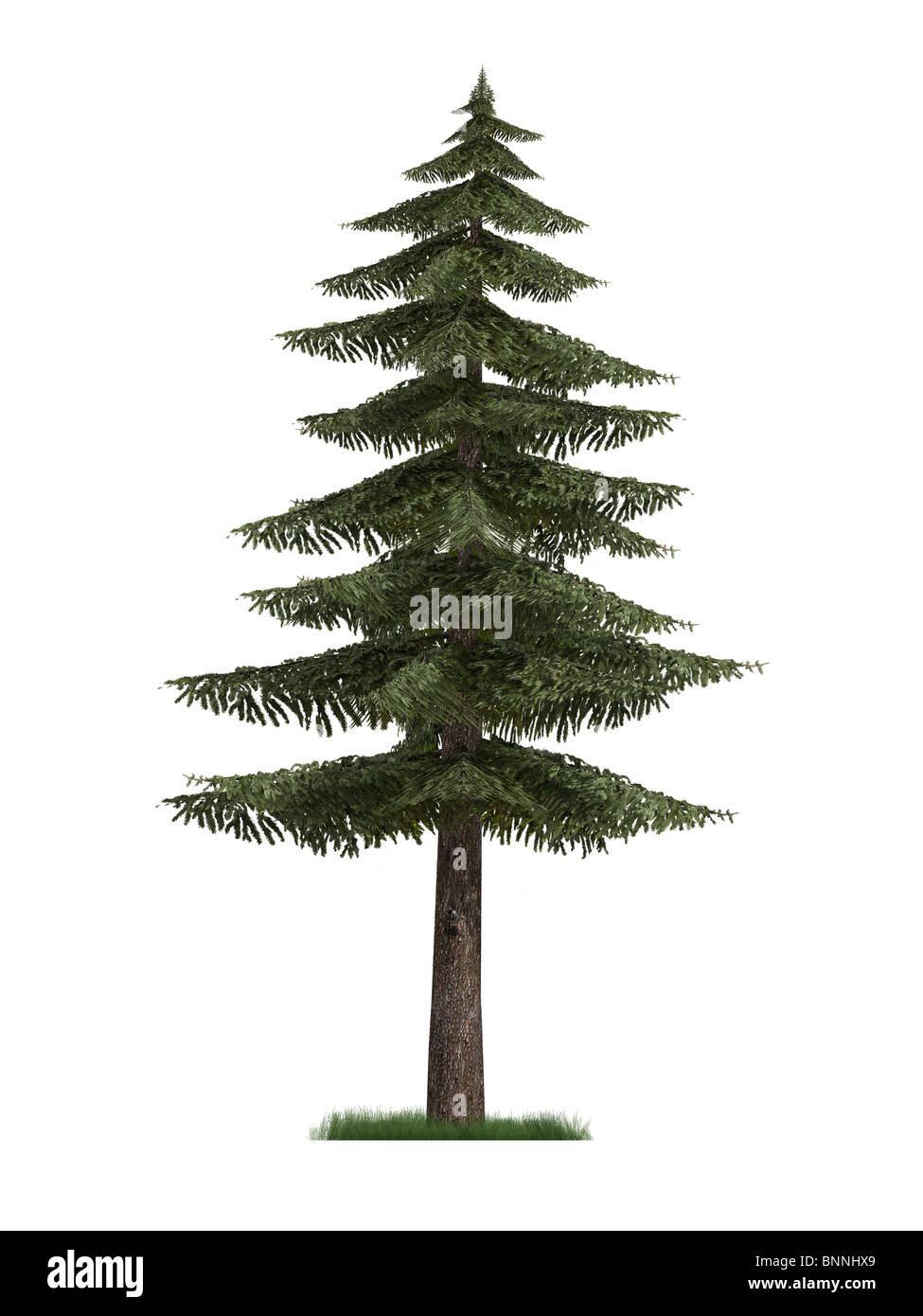 3D Modell eines Tannenbaums isoliert auf weißem Hintergrund Stockfoto