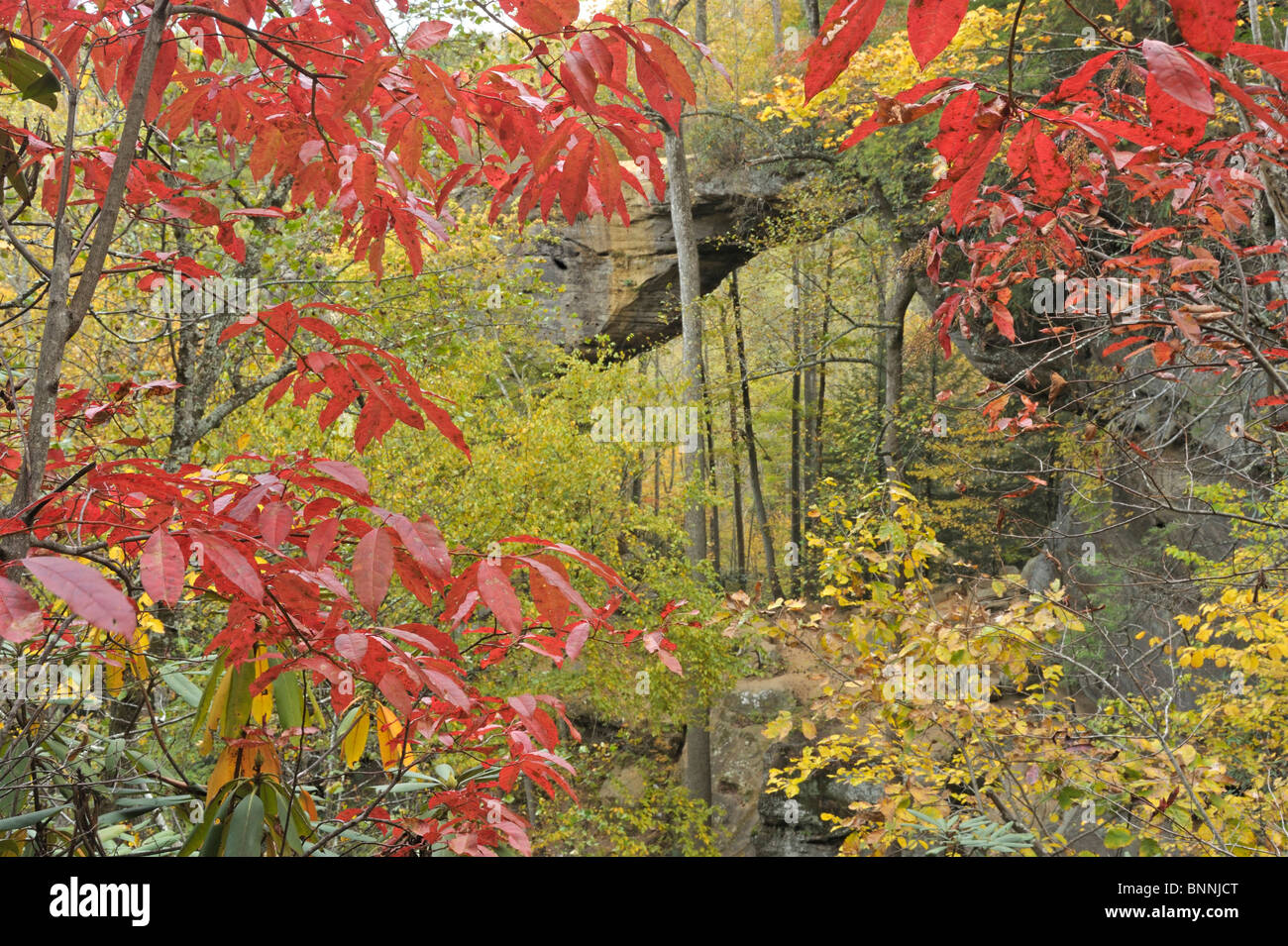 Grays Bogen Daniel Boone National Forest der Red River Schlucht geologischen Gebiet Kentucky USA Vereinigte Staaten von Amerika Stockfoto