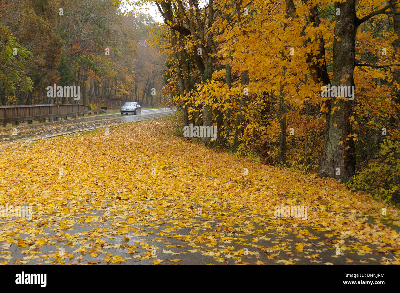 Straße durch Wald Herbst Farben Farben Mammoth Cave National Park Kentucky USA Stockfoto
