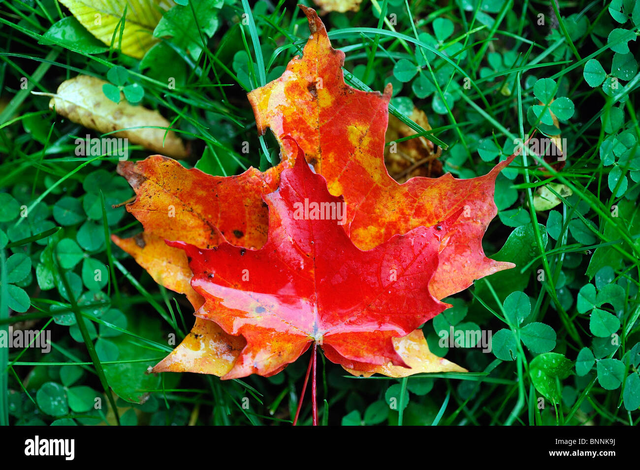 Herbst Farben Farben Blätter Wiese Boden Allegany State Park New York USA Amerika Vereinigte Staaten von Amerika im Herbst Natur Stockfoto