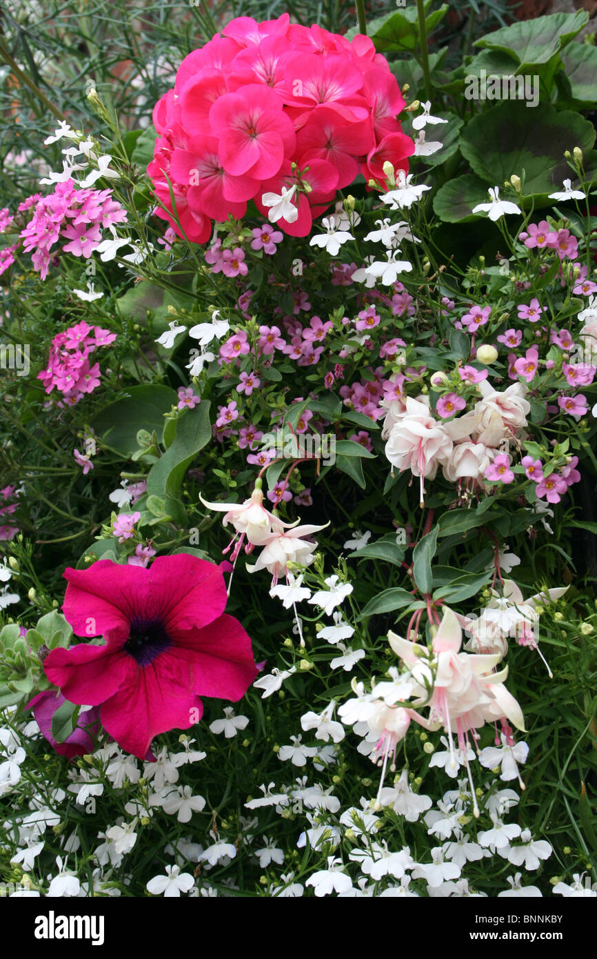 Rosa und weißen Blüten In einen hängenden Korb Stockfoto