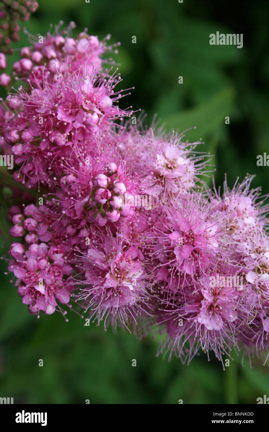 Willow Spiraea Spiraea Salicifolia genommen bei Martin bloße WWT, Lancashire, UK Stockfoto