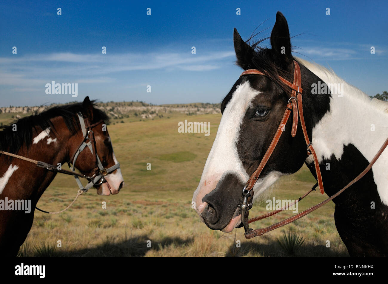 Pferde-Porträts Pine Ridge Pine Ridge Indian Reservation South Dakota USA Amerika Vereinigte Staaten von Amerika Prärie Stockfoto