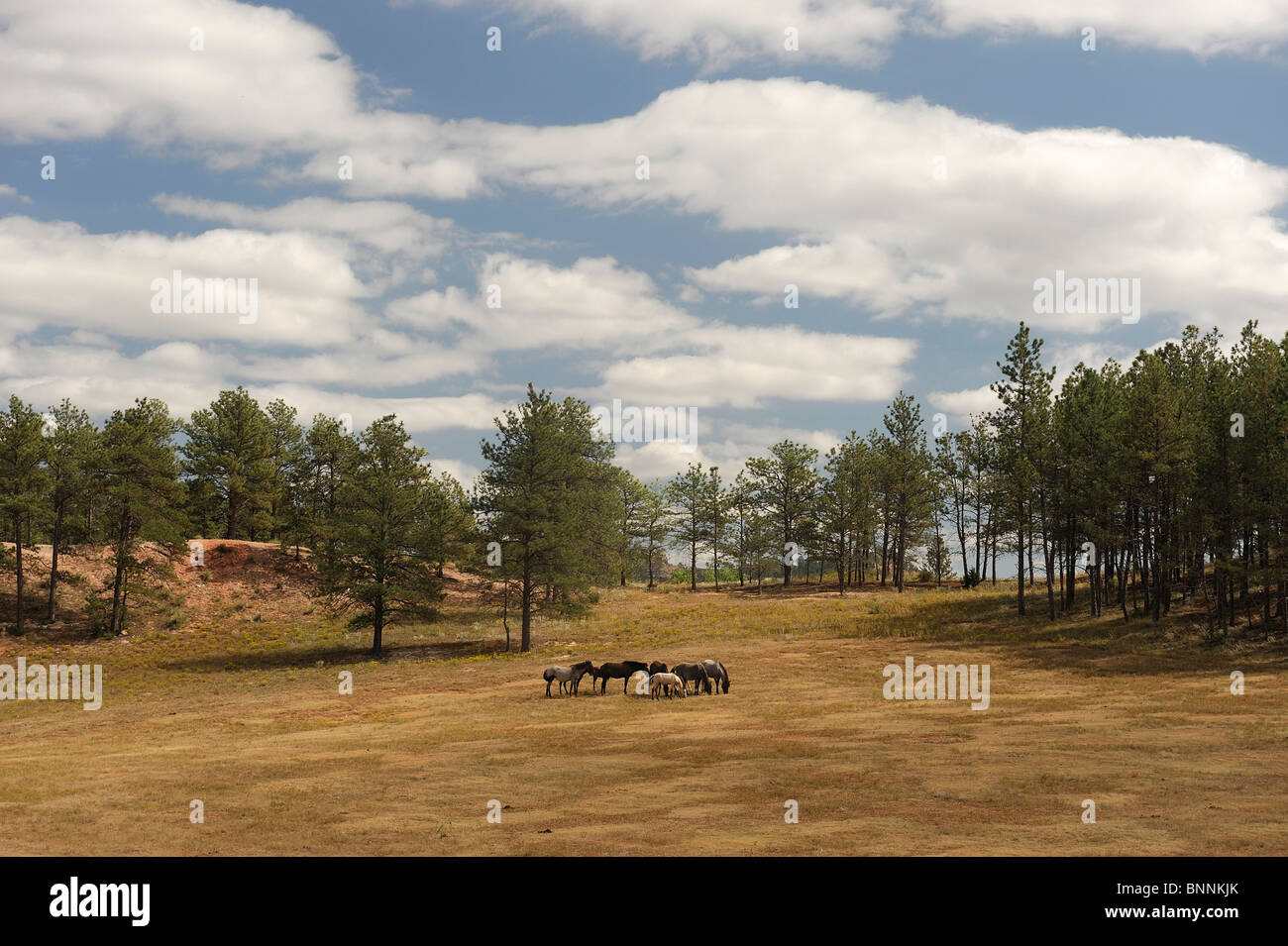 Pferde Black Hills South Dakota USA Amerika Vereinigte Staaten von Amerika-Bäume Stockfoto