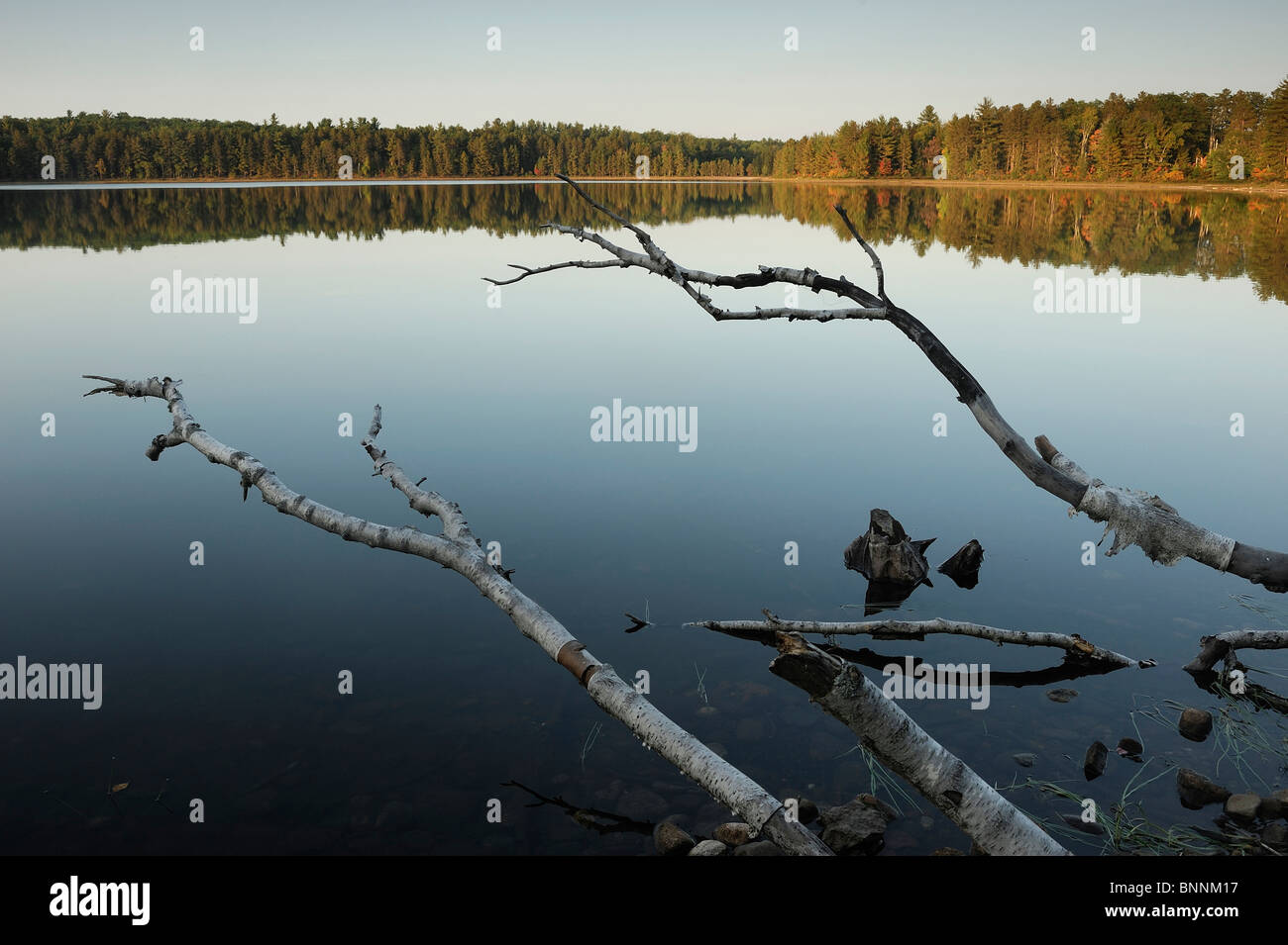 Starrett Lake Northern Highland American Legion State Wald Wisconsin USA Amerika Vereinigte Staaten von Amerika See Waldbäumen Stockfoto