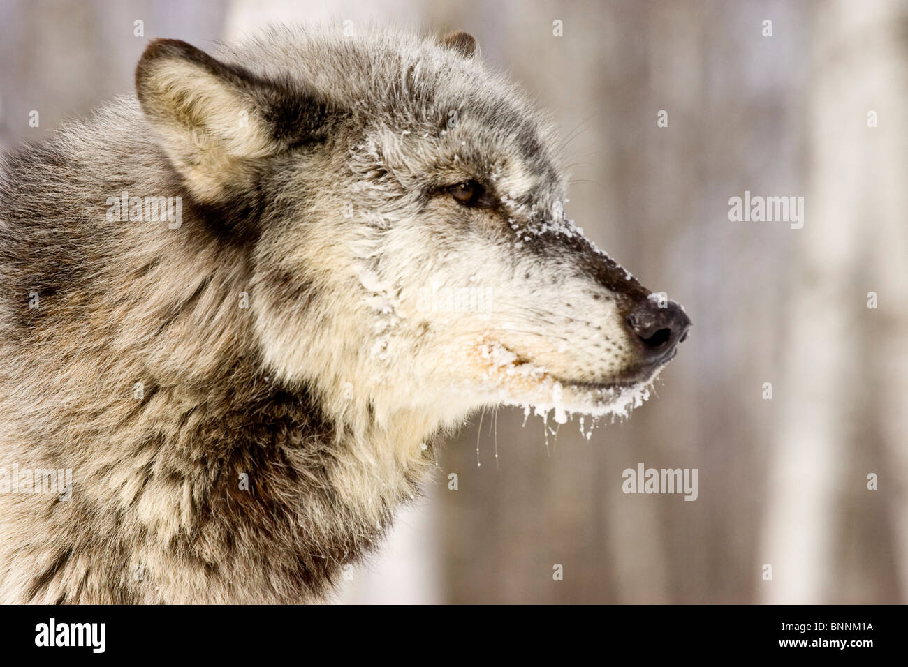 Grey Wolf Canis Lupus Minnesota Vereinigte Staaten in Stockfoto