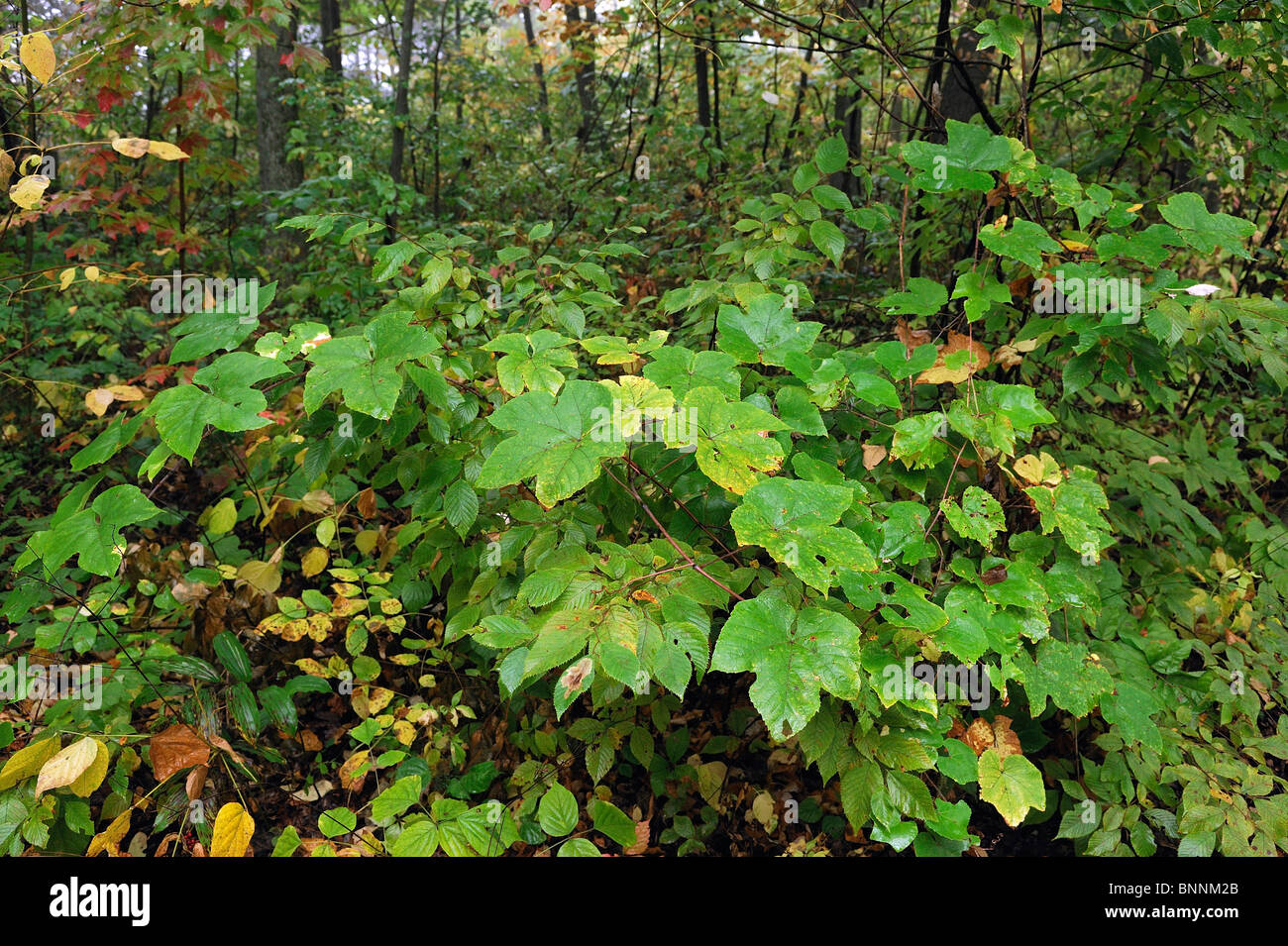 Farben des Herbstes Farben lässt Wald Gouverneur Dodge State Park Wisconsin USA Amerika Vereinigte Staaten von Amerika Stockfoto