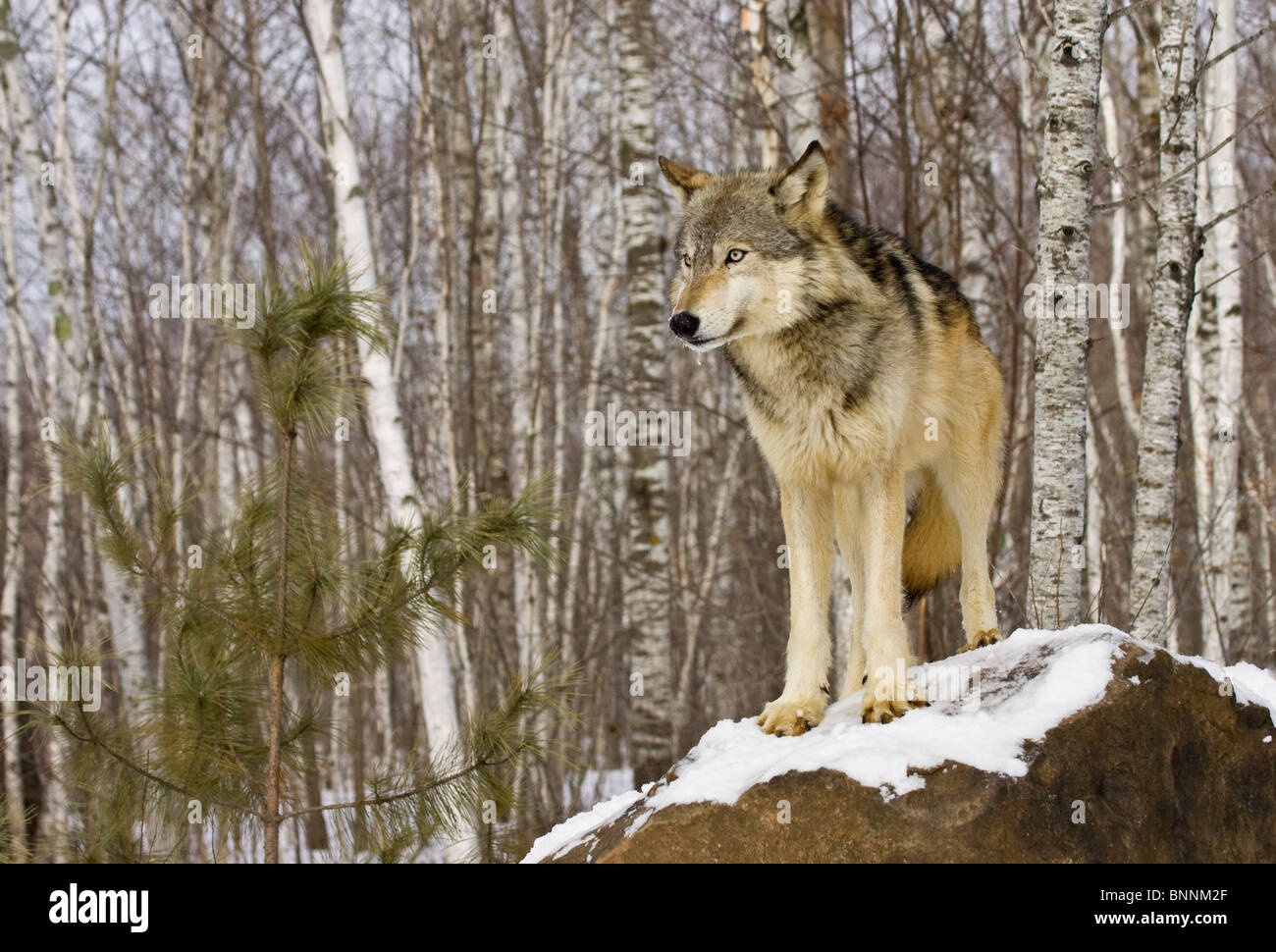 Grey Wolf Canis Lupus Minnesota Vereinigte Staaten in Stockfoto