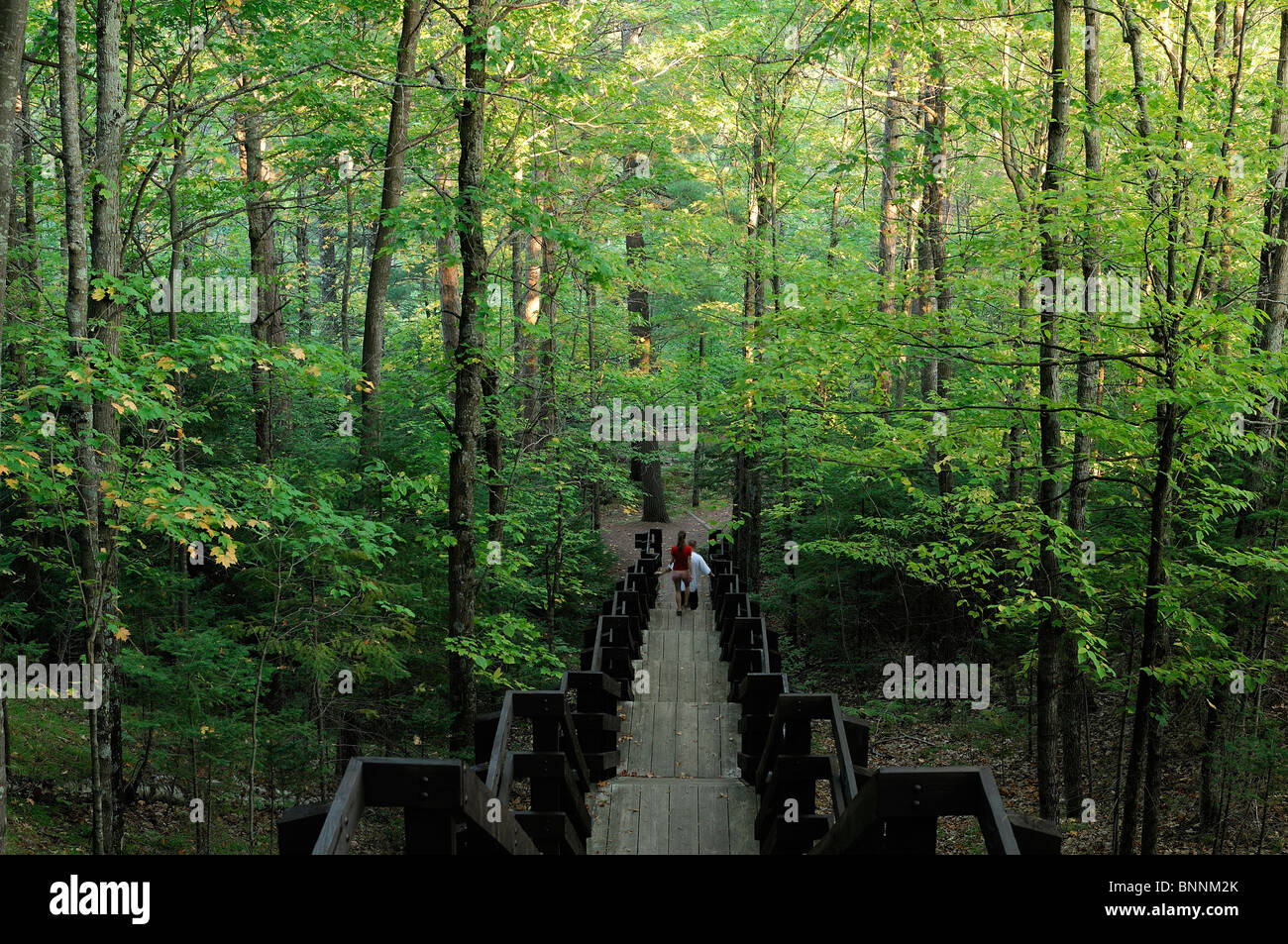 Holztreppe Kupfer fällt State Park Wisconsin USA Amerika Vereinigte Staaten von Amerika Treppen Wald Stockfoto