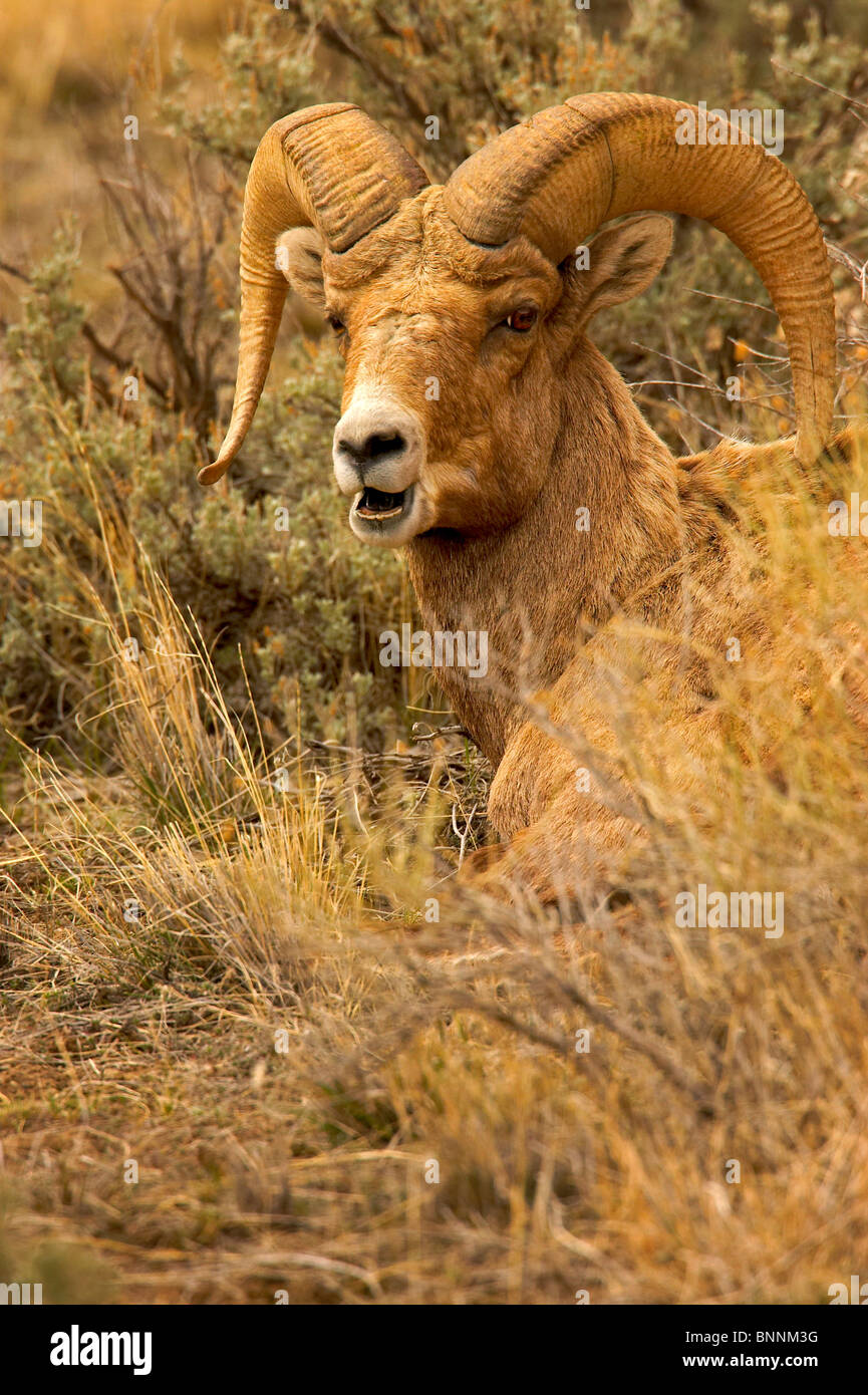 Dickhornschaf Ovis Canadensis, Rocky Mountain Bighorn Sheep Stockfoto
