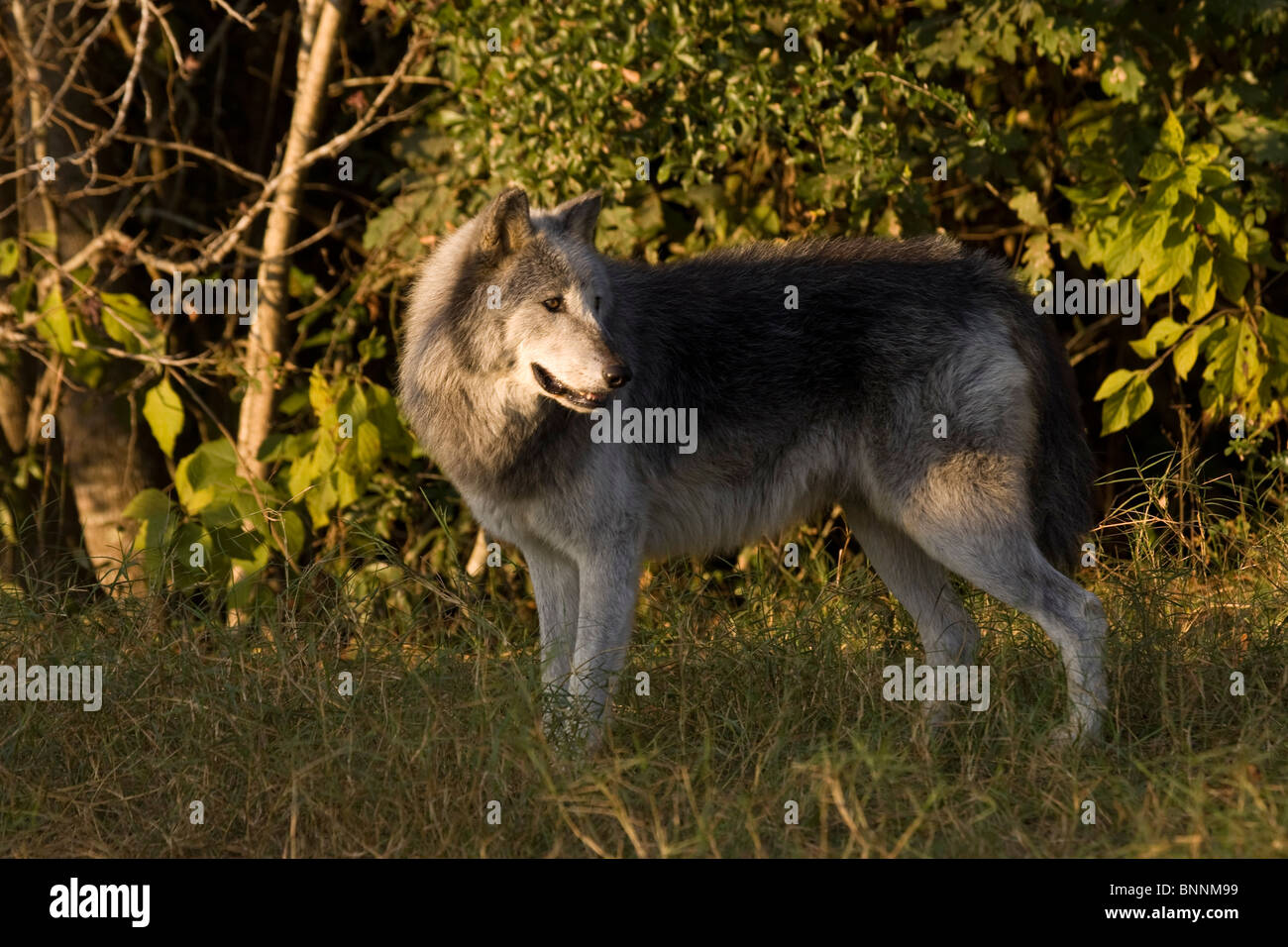 Grey Wolf, Canis Lupus, Gefangenschaft, Seacrest Wolf Preserve Stockfoto