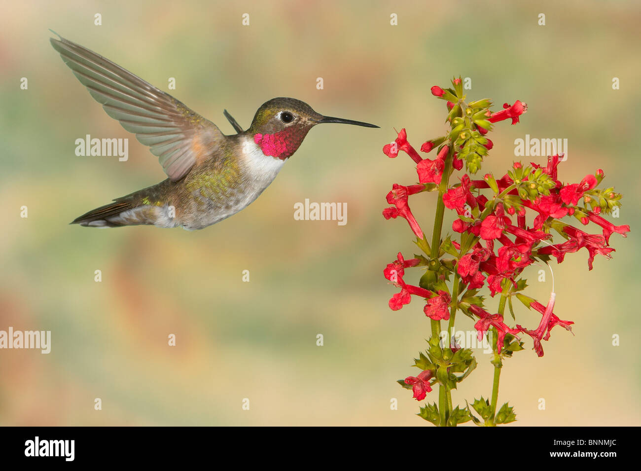 Breit-tailed Kolibri, Selasphorus Platycercus, Männlich, Gila National Forest Stockfoto