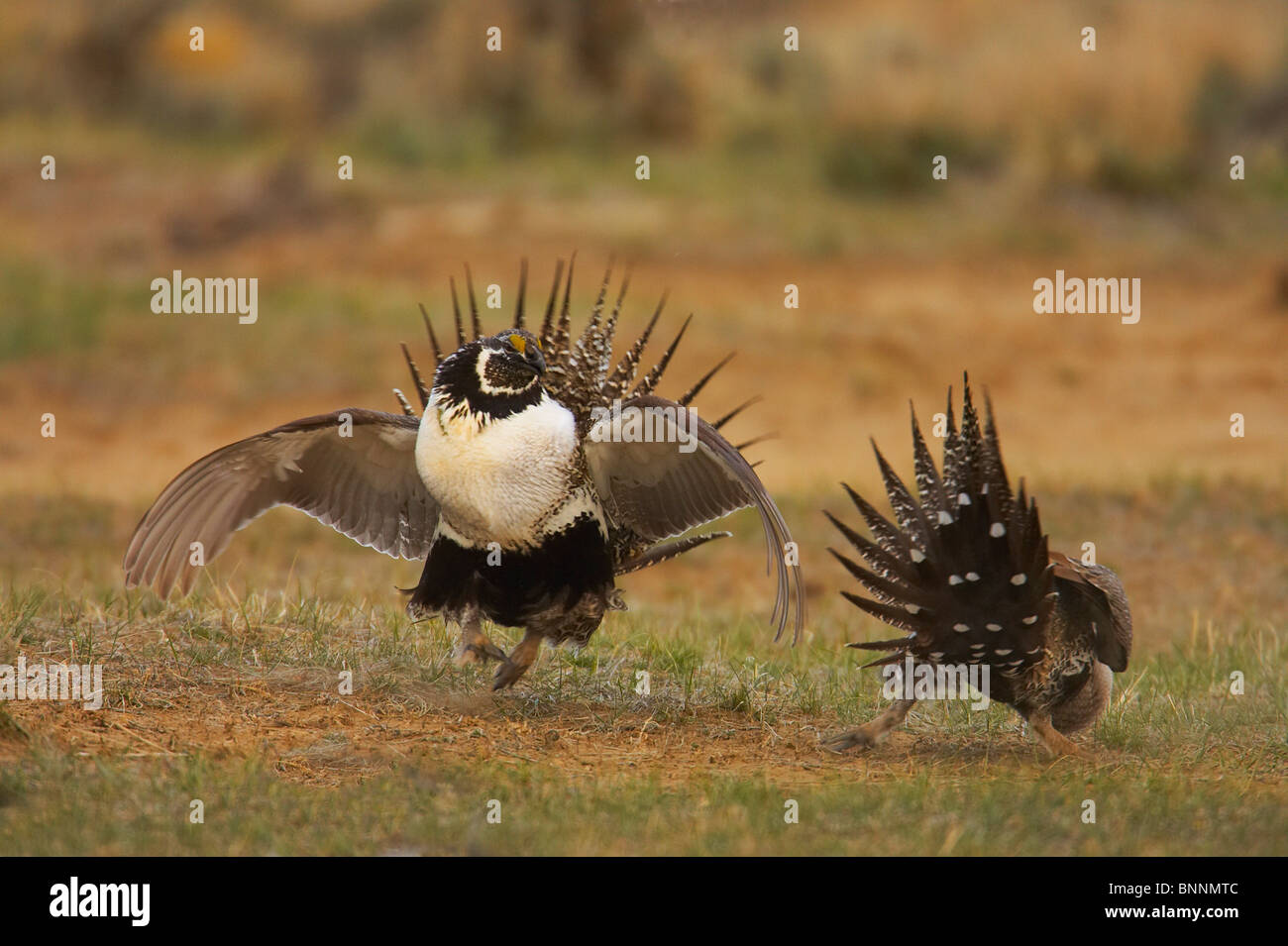 Mehr Sage Grouse Centrocercus Urophasianus männlichen anzeigen, wild Geflügel-wie Stockfoto