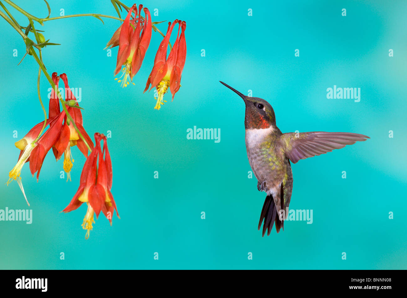 Ruby – Throated Kolibri Archilochos Colubris Sonnenuntergang, Texas, Tiere Vogel Stockfoto