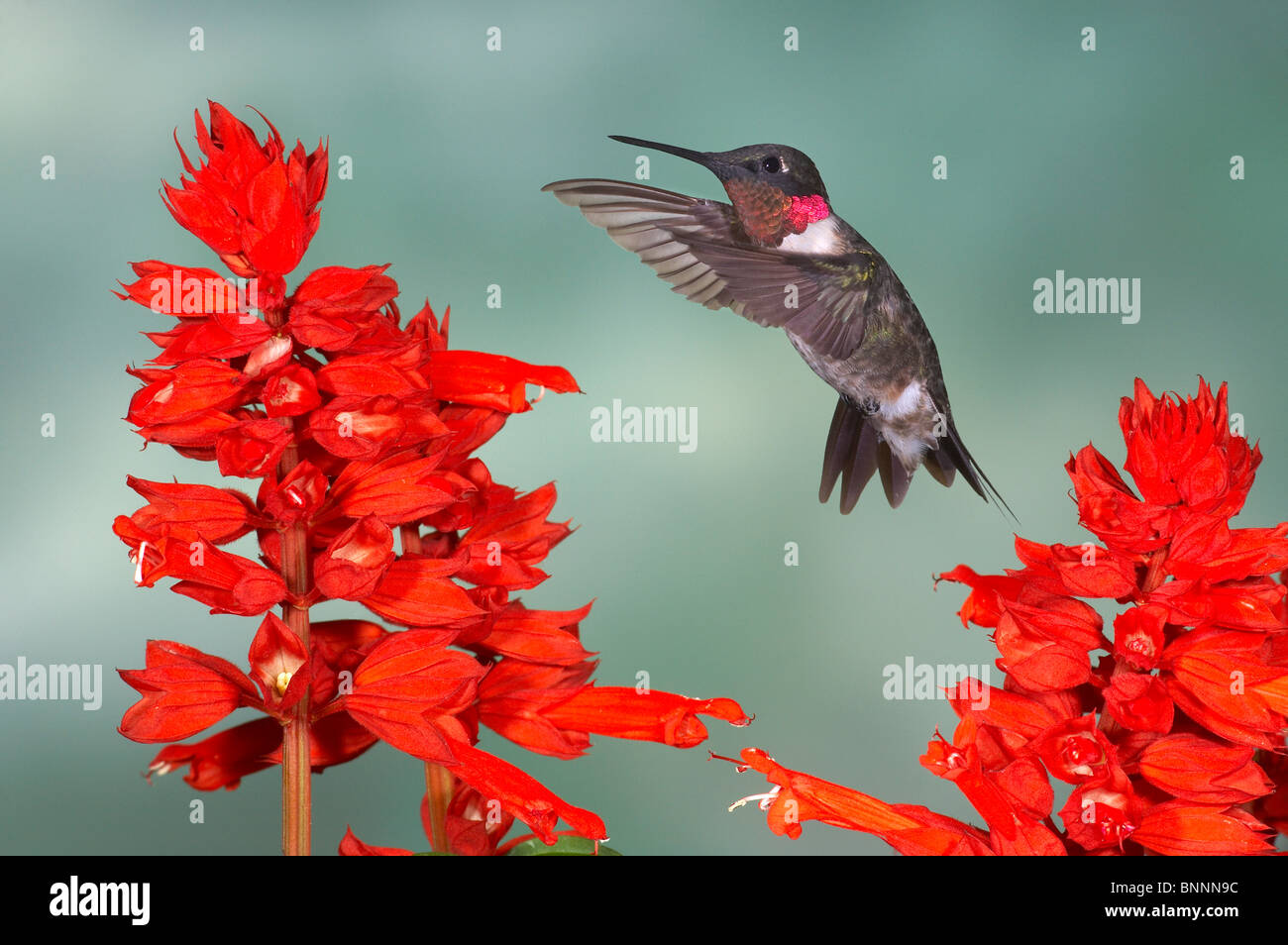 Ruby – Throated Kolibri Archilochos Colubris Sonnenuntergang, Texas, Tiere Vogel Stockfoto