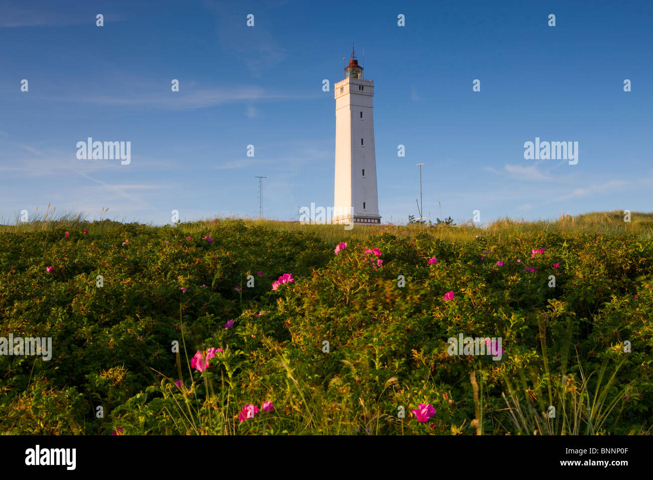 Blavand Dänemark Jütland Leuchtturm Wildrosen Küste Stockfoto