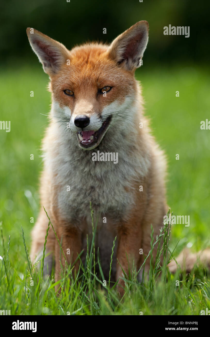 Rotfuchs, auf einer Wiese Vulpes Vulpes, UK (Captive) Stockfoto