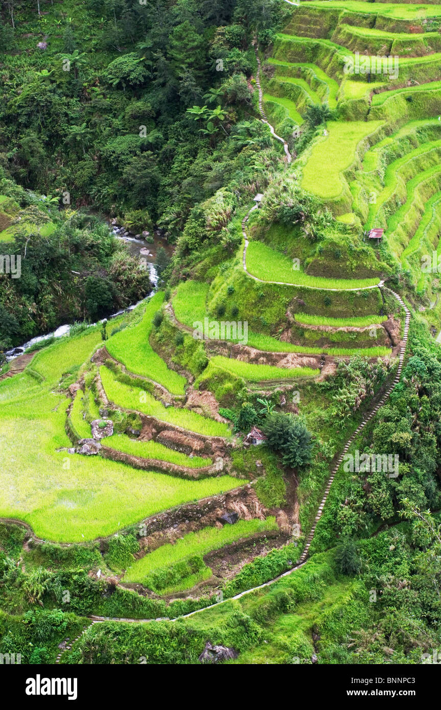 Banaue Reis-Terrassen in Philippinen, Asien. Stockfoto