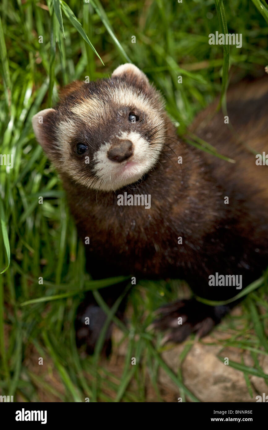 Europäischen Iltis Mustela Putorius, UK. (Captive) Stockfoto