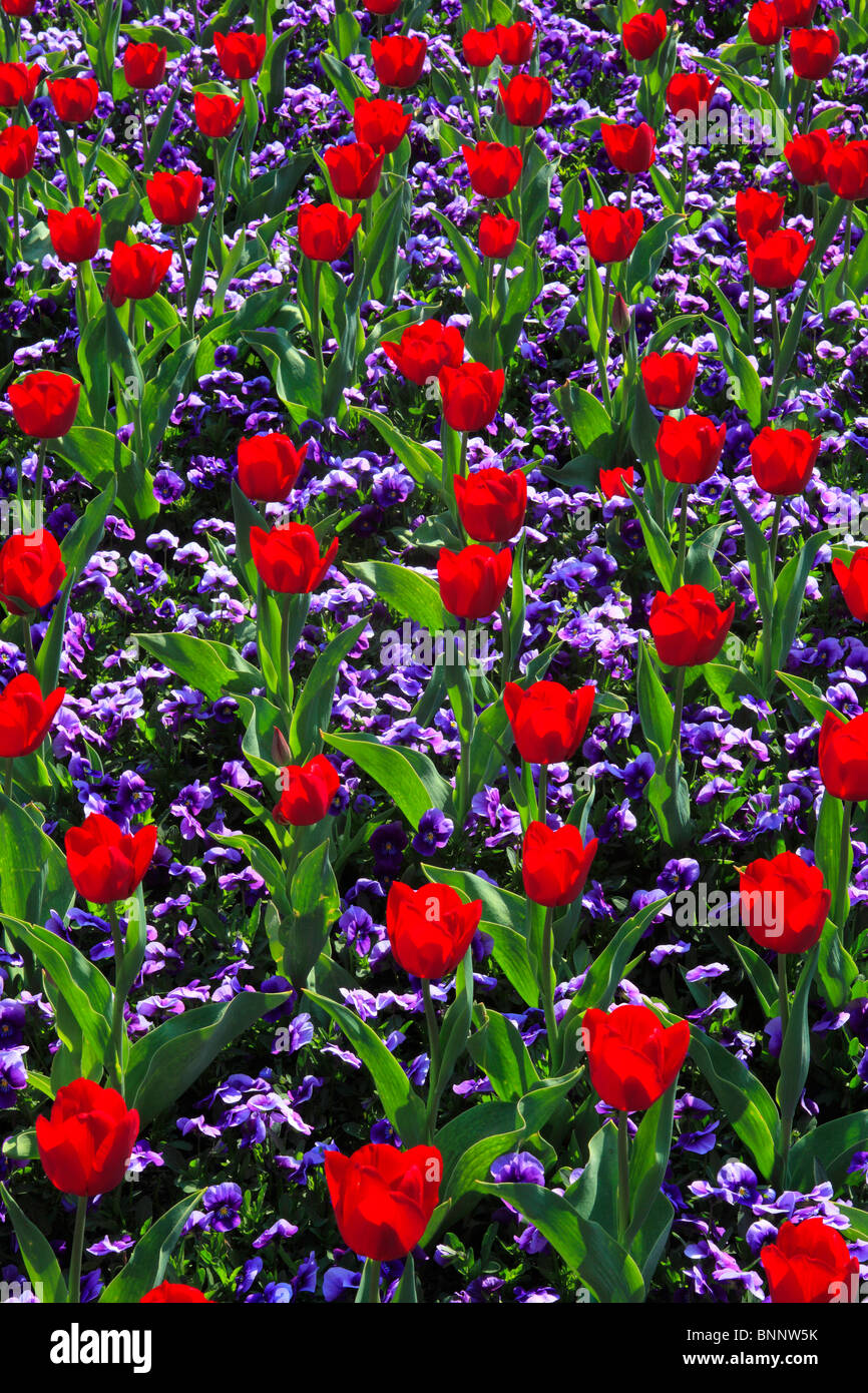 Blumen Blumen blühen blühen Blumen Pracht Blume Magie Deutschland Bereich  frische Frühling Garten Gartenpflanze Insel isle Stockfotografie - Alamy