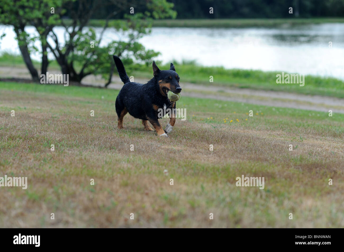 kleiner Hund läuft schnell mit Tennisball. Stockfoto