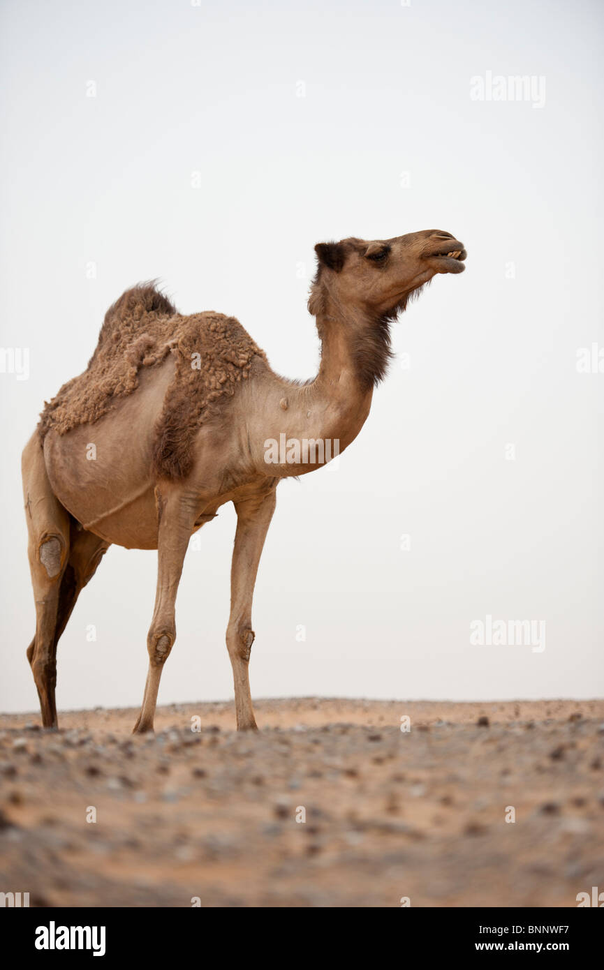 Arabische Kamele Dromedar (camelus dromedarius) in der Wüste Sand der Vereinigten Arabischen Emirate Stockfoto