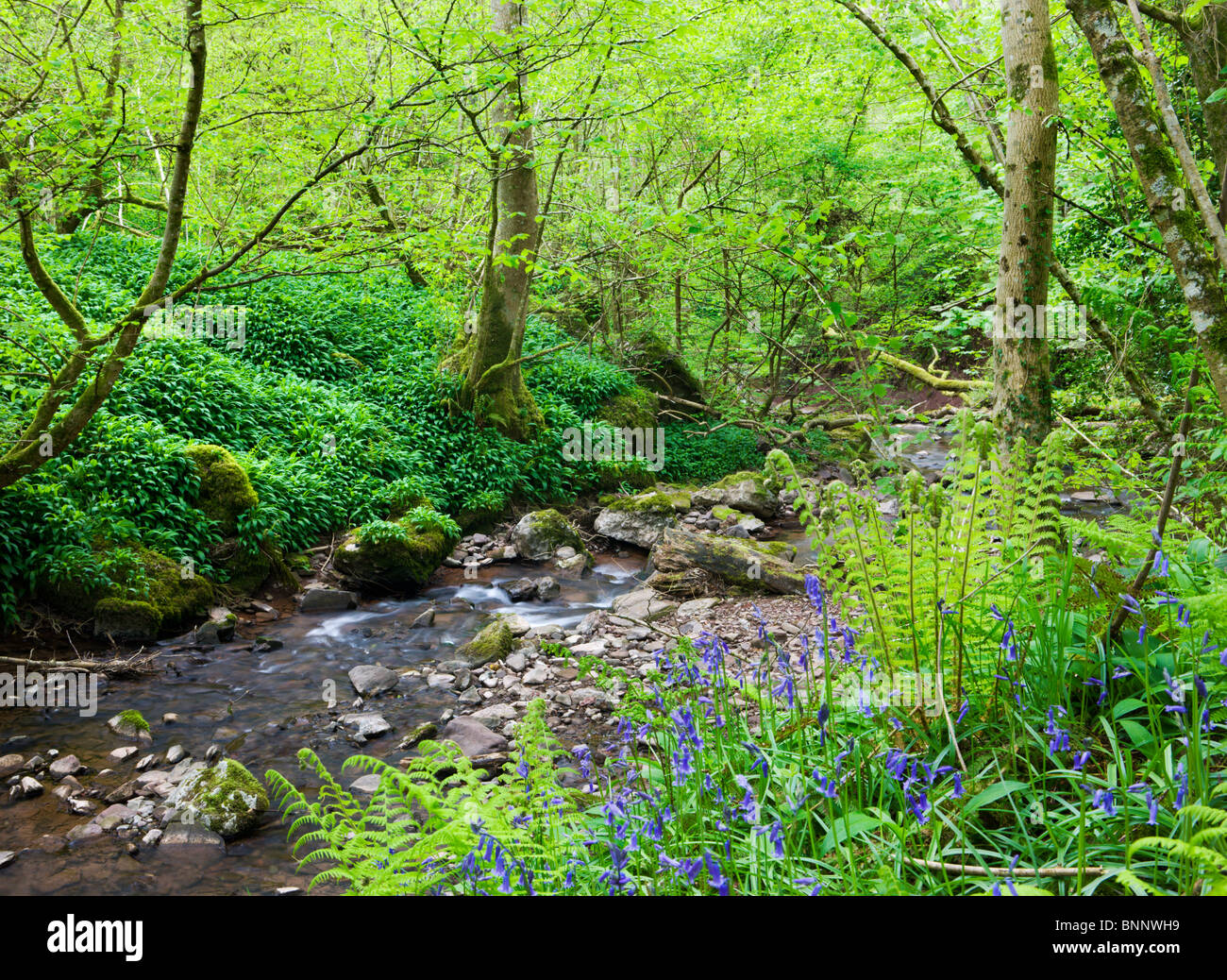 Frühling Wälder neben den Fluss Ennig auf Talgarth, Brecon Beacons National Park, Cwm Pwll y Wrach Nature Reserve, Wales Stockfoto