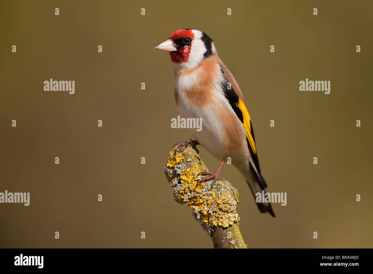 Stieglitz auf eine gelbe Flechten bedeckt Zweig. Stockfoto