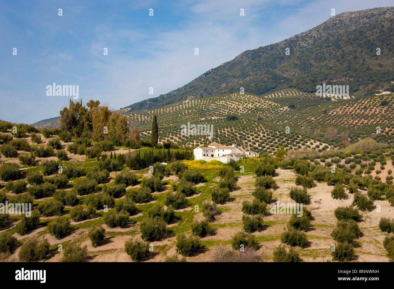 Andalusien Olivenbaume Spanien Landwirtschaft Hugel Reisen Tourismus Urlaub Ferien Stockfotografie Alamy