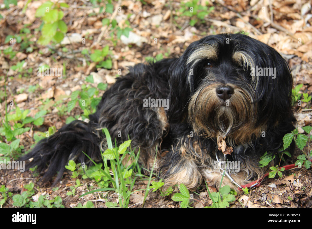 Schweiz Hunde Hund Rasse Havaneser Laub liegen Stockfoto