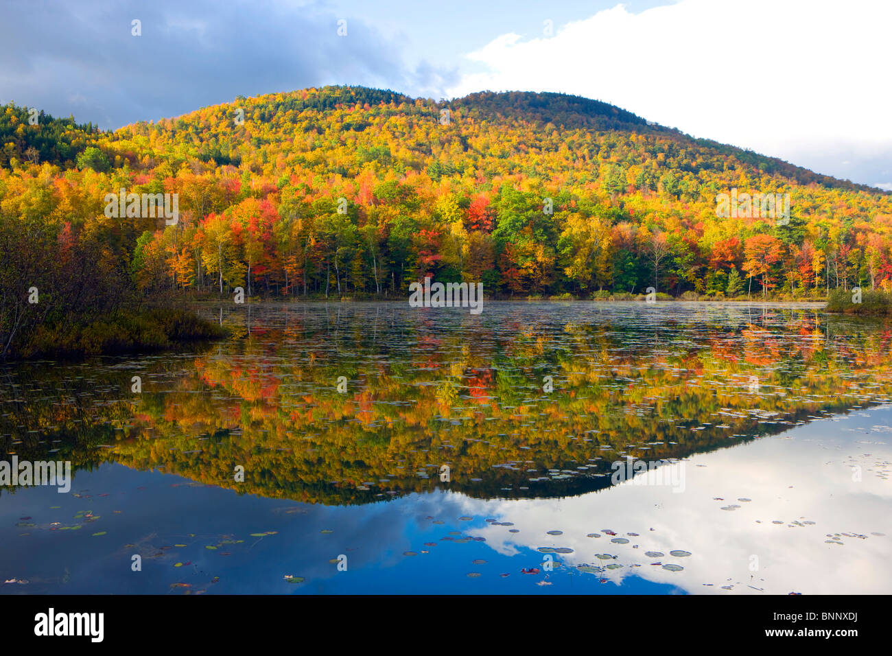 Androscoggin River USA Amerika Glen Ellis fällt USA New Hampshire Holz Wald Bäume Fluss Fluss Reflexion Stockfoto