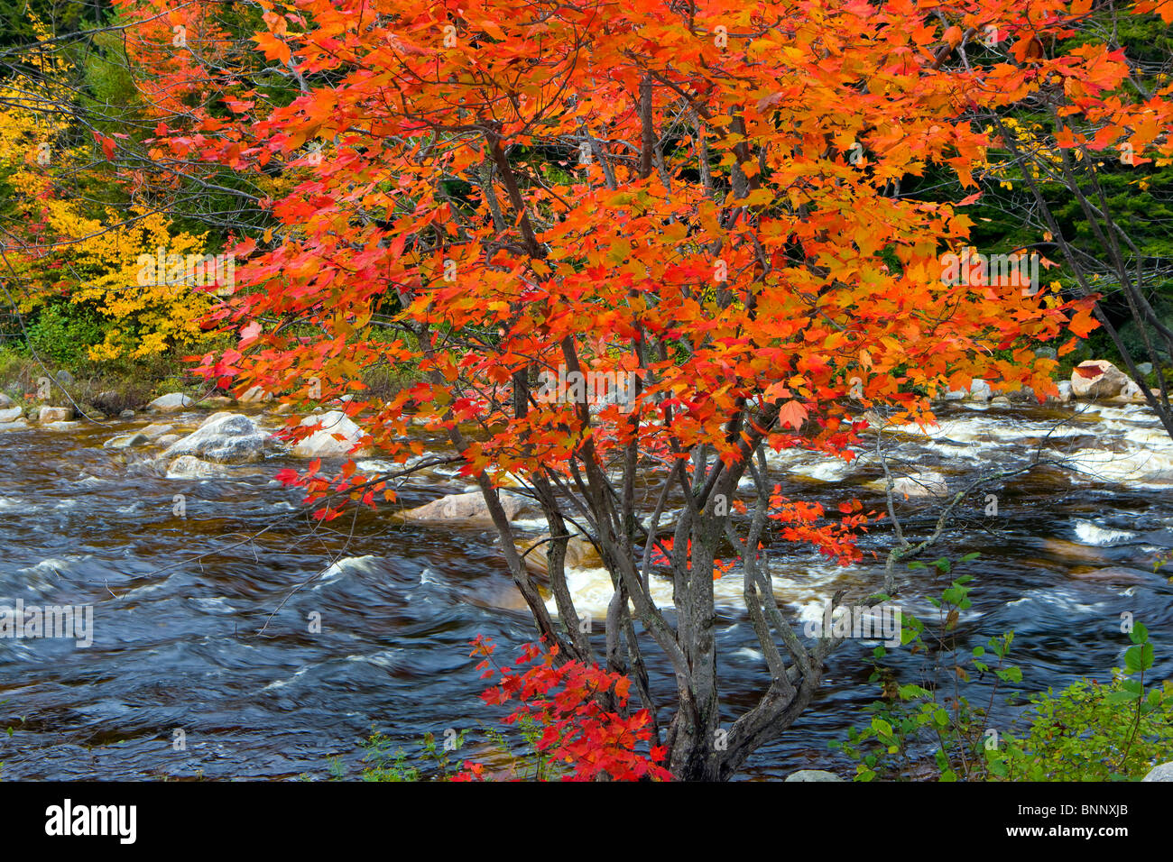 Swift River USA Amerika Glen Ellis fällt USA New Hampshire am weißen Berg Fluss Fluss Baum Ahorn Verfärbung Indian Stockfoto