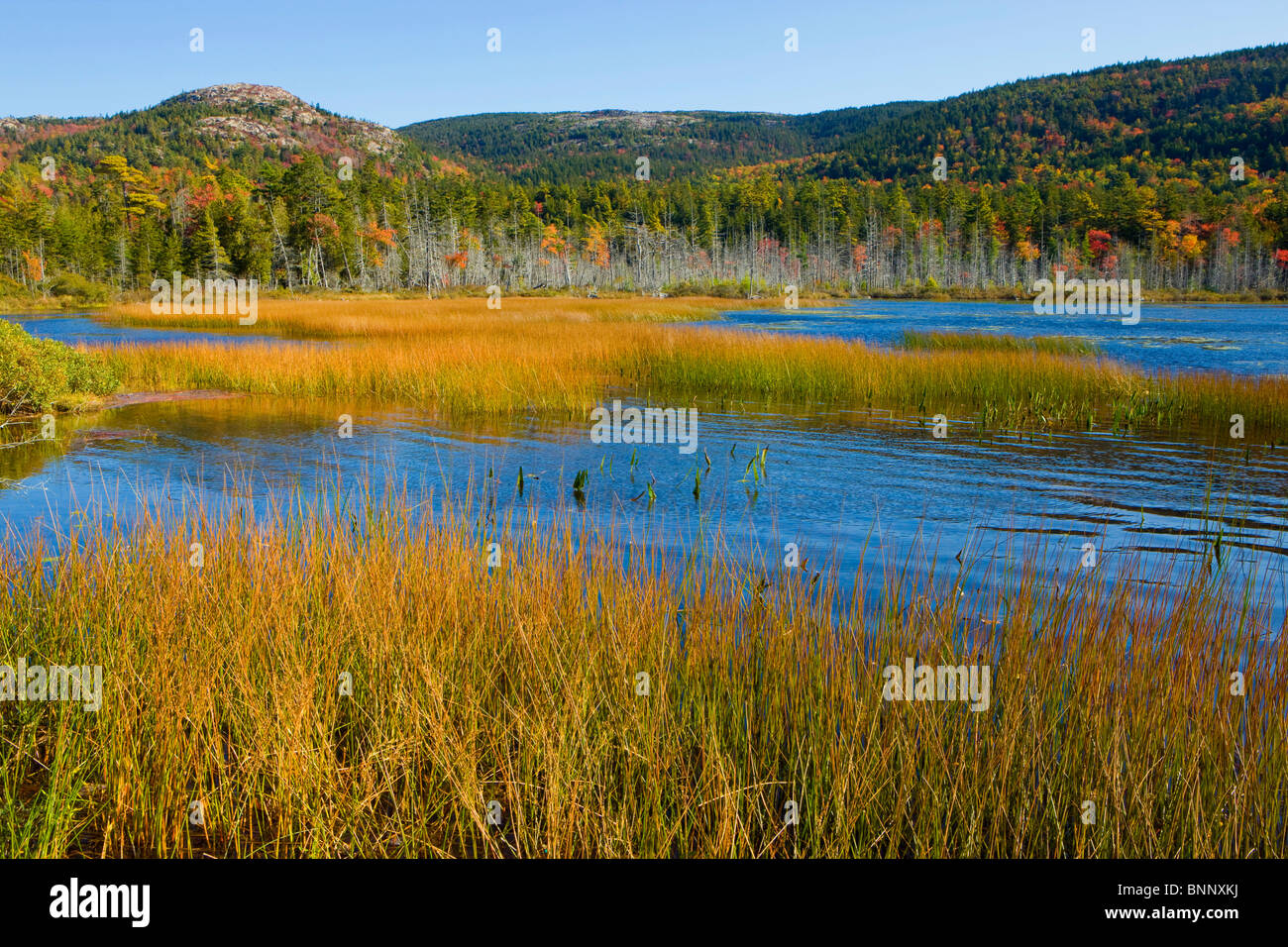 Oberer hadlock Fotos und Bildmaterial in hoher Auflösung Alamy