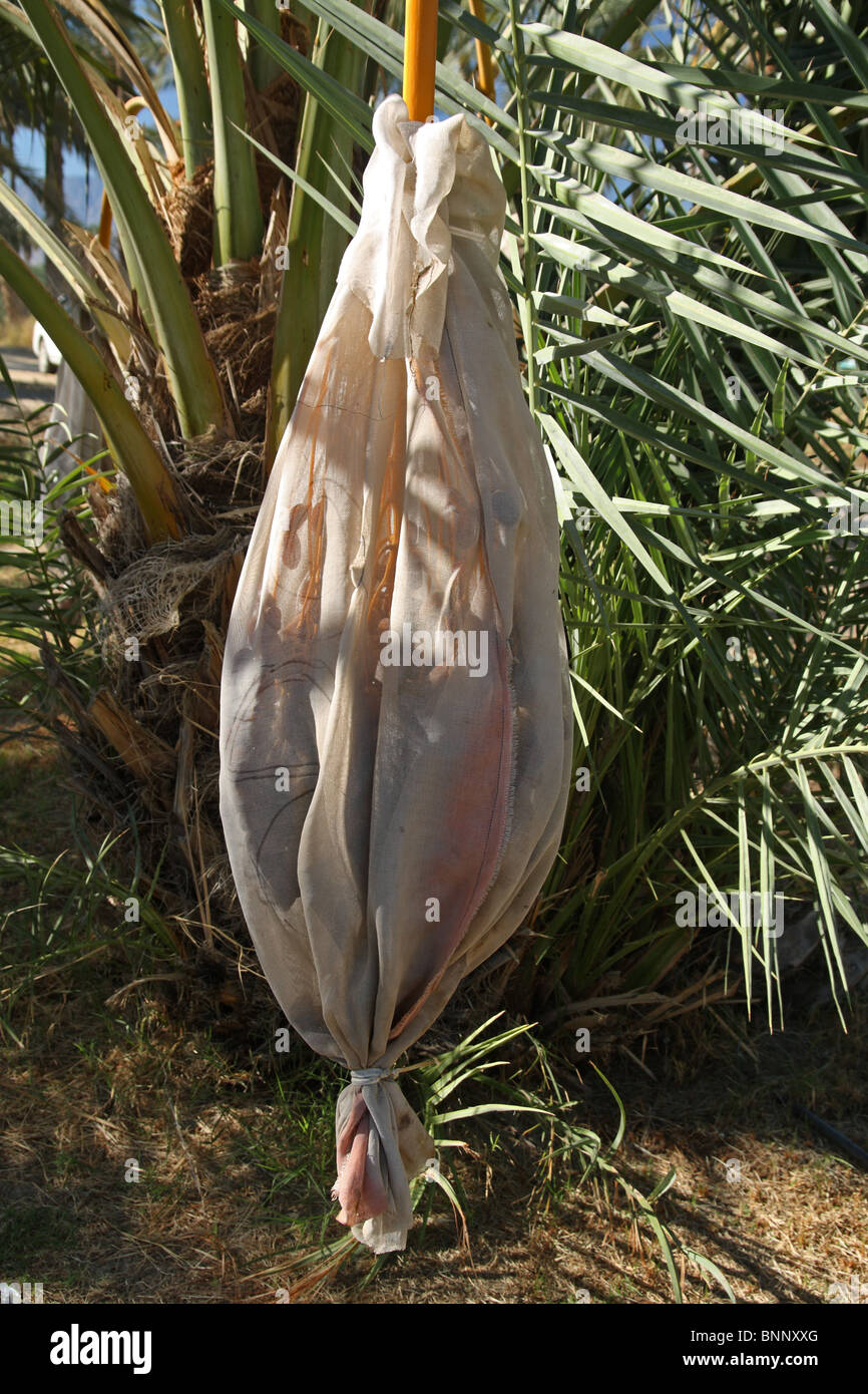 Dattelpalme - kultivierten Termine kommerziell angebaut im Coachella Valley, Kalifornien, USA - durch Baumwolltuch geschützt. Stockfoto