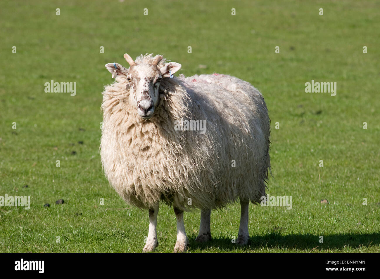 Cheviot Schafe und Lämmer Weiden bei Dalton, Dumfries & Galloway, Schottland Stockfoto