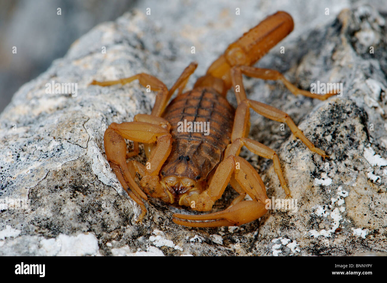 Skorpion Mesobuthus Gibbosus Arthropoden giftige gefährliche Griechisch Griechenland Balkan Venom Gesamtansicht Vorderansicht Tier Tiere Stockfoto