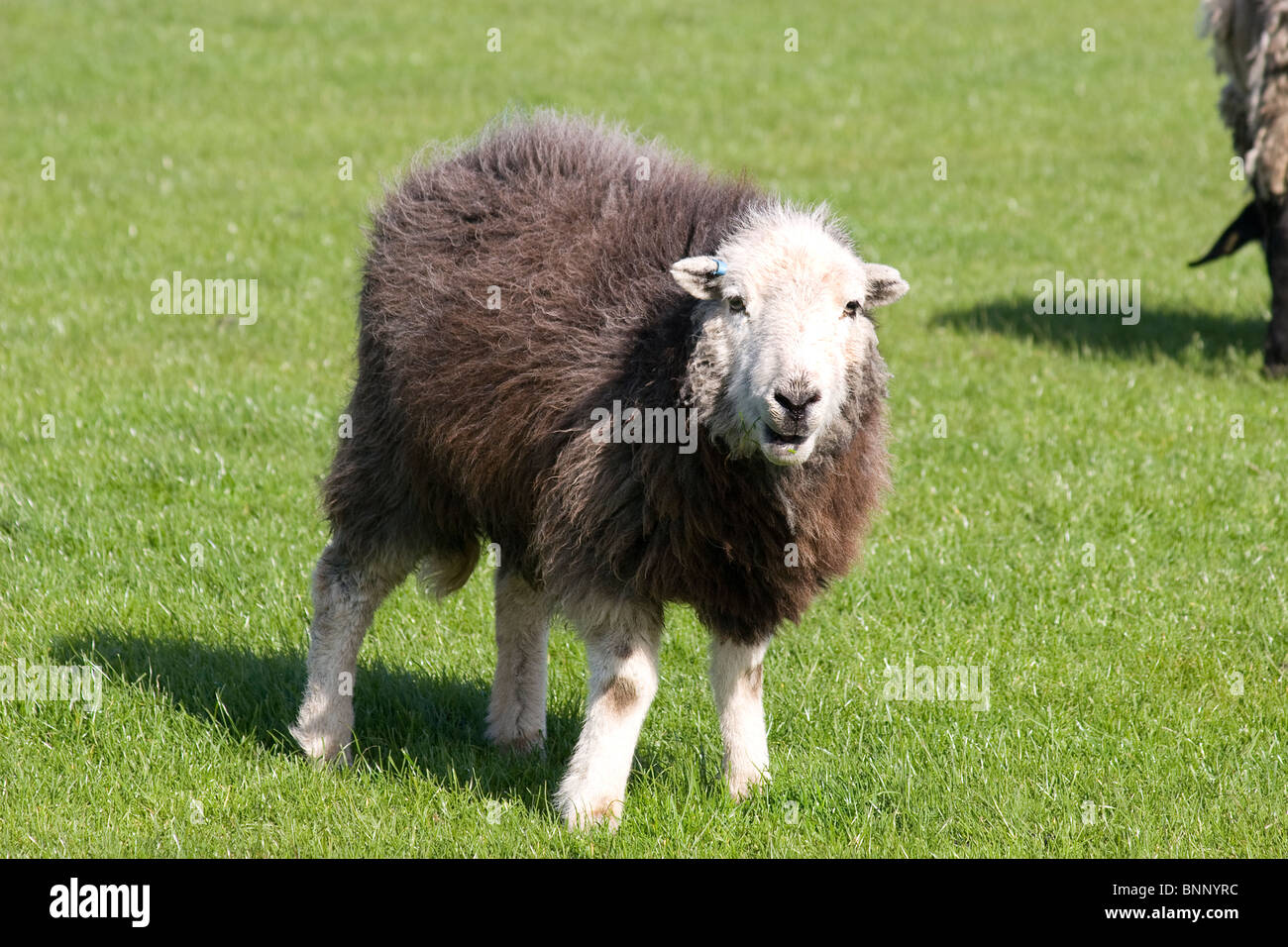 Herdwick seltene Rasse Schafe und Lämmer Weiden bei Dalton, Dumfries & Galloway, Schottland Stockfoto