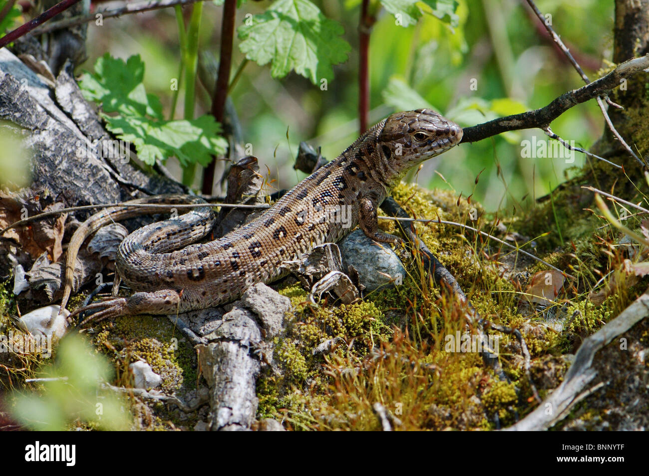 Eidechse Eidechsen Sand Eidechse Lacerta Agilis Reptil Reptilien Gesamtansicht geschützt vom Aussterben bedrohten indigenen Skala Schuppen braun Stockfoto