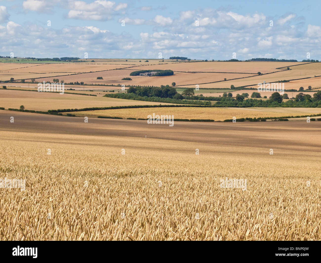 Yorkshire Wolds UK mit reifenden Getreide Stockfoto