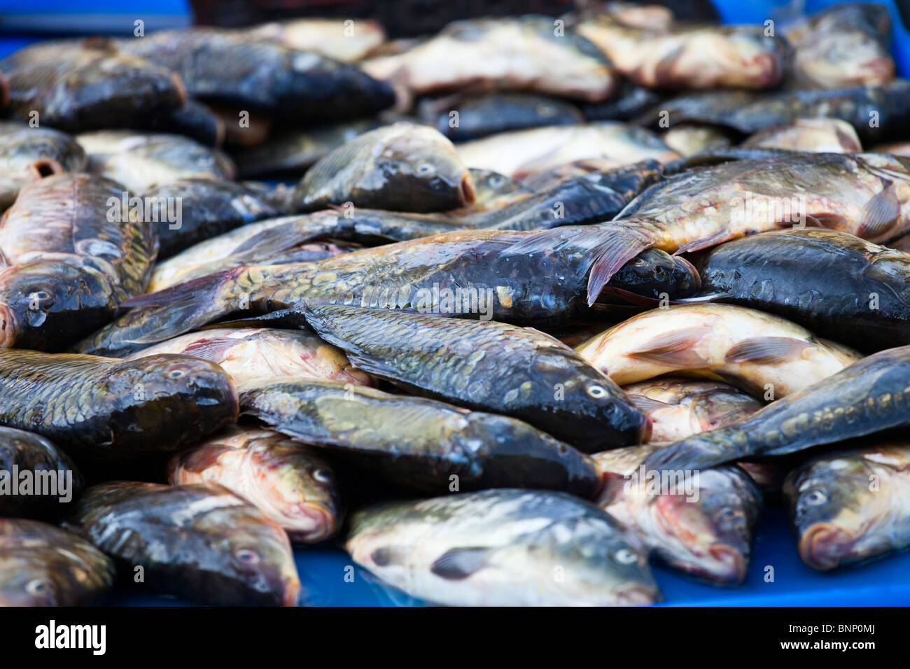 Süßwasser Fisch auf dem Markt in Diyarbakir, Türkei Stockfoto