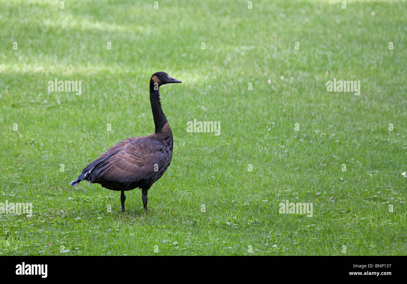 Kanada-Gans, die von der Ölpest betroffen Stockfoto