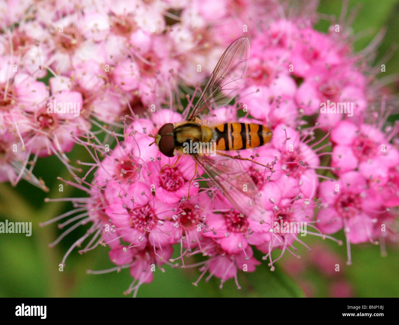 Marmelade Hoverfly, Episyrphus Balteatus, Syrphidae, Diptera. Sammeln von Nektar aus einer rosa Blume Stockfoto