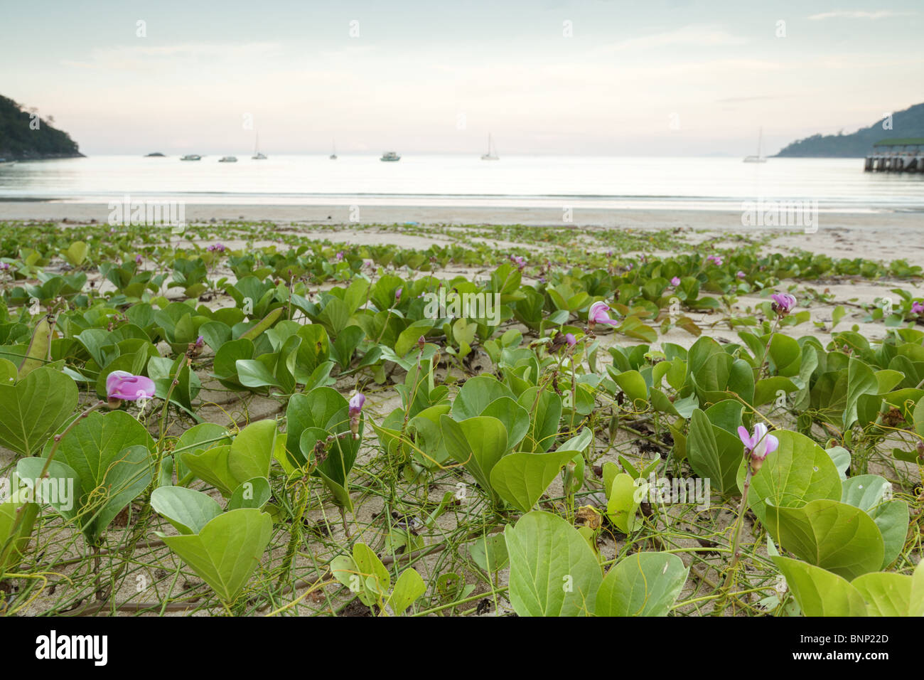 wilden tropischen Strand in der Abenddämmerung mit Blumen und Pflanzen, Tioman Island, malaysia Stockfoto