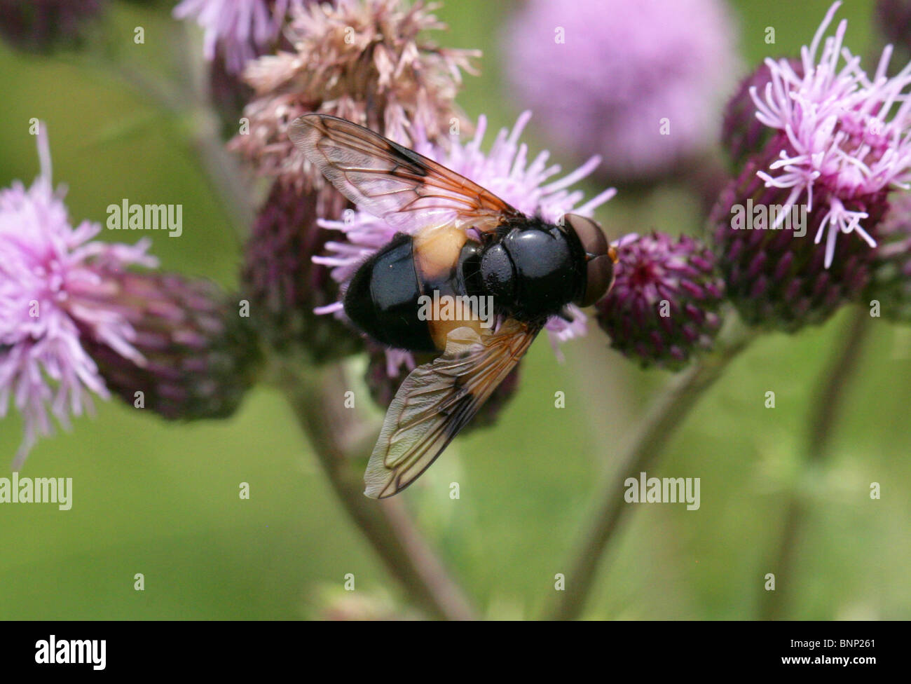 Pellucid Hoverfly, Volucella Pellucens, Syrphidae, Diptera, Männlich, Vereinigtes Königreich. Auch bekannt als Gürtel White Plume Horn Schwebfliege. Stockfoto