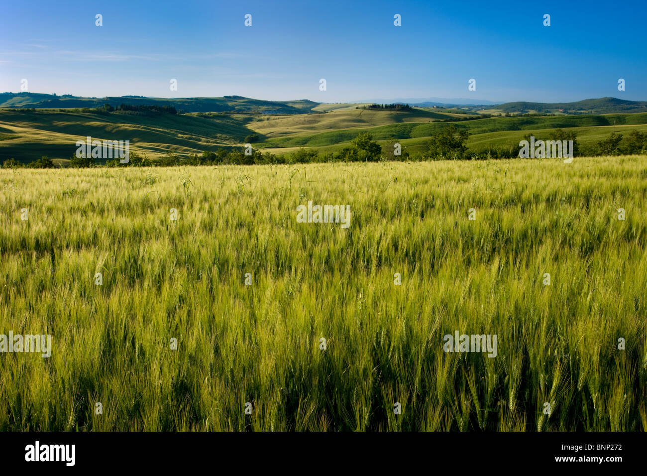 Weizenfeld und toskanische Landschaft in der Nähe von San Quirico Val d ' Orcia, Italien Stockfoto