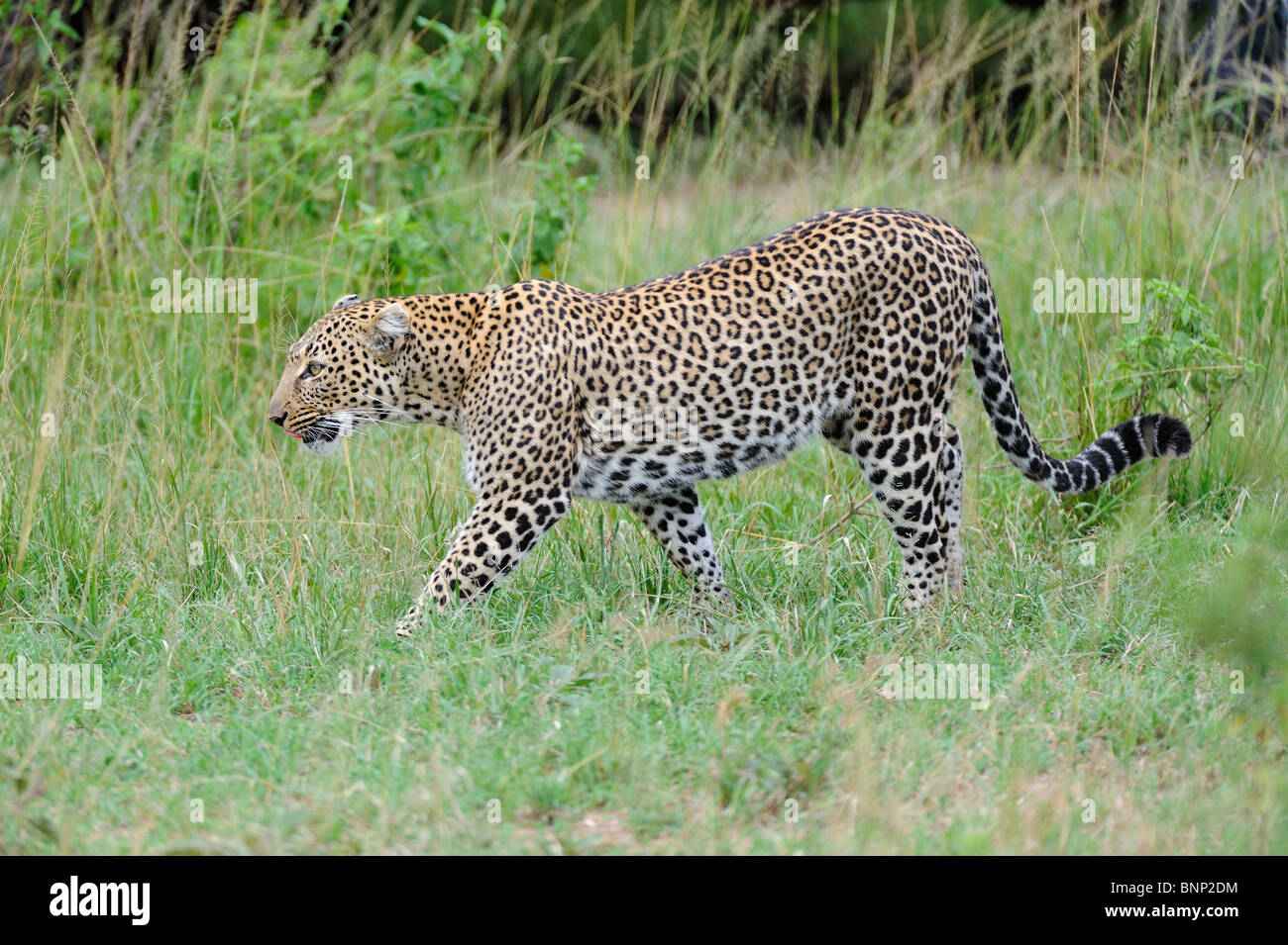 Leopard Wandern am Talek Fluss Banken, Masai Mara, Kenia Stockfoto