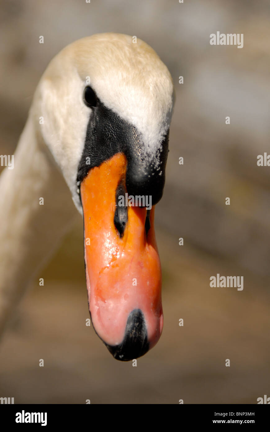 Porträt eines Schwans Stockfoto