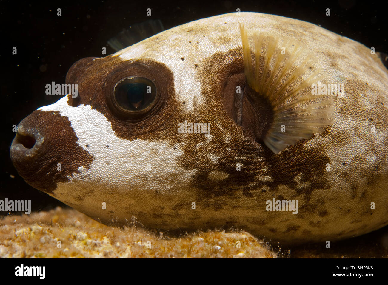 Arothron diadematus Stockfoto